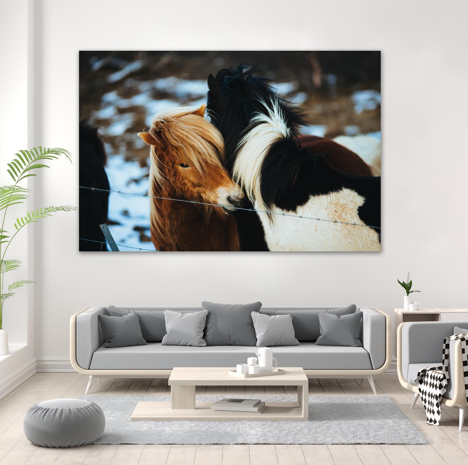 Poneys by Pexels on GIANT ART - black animals