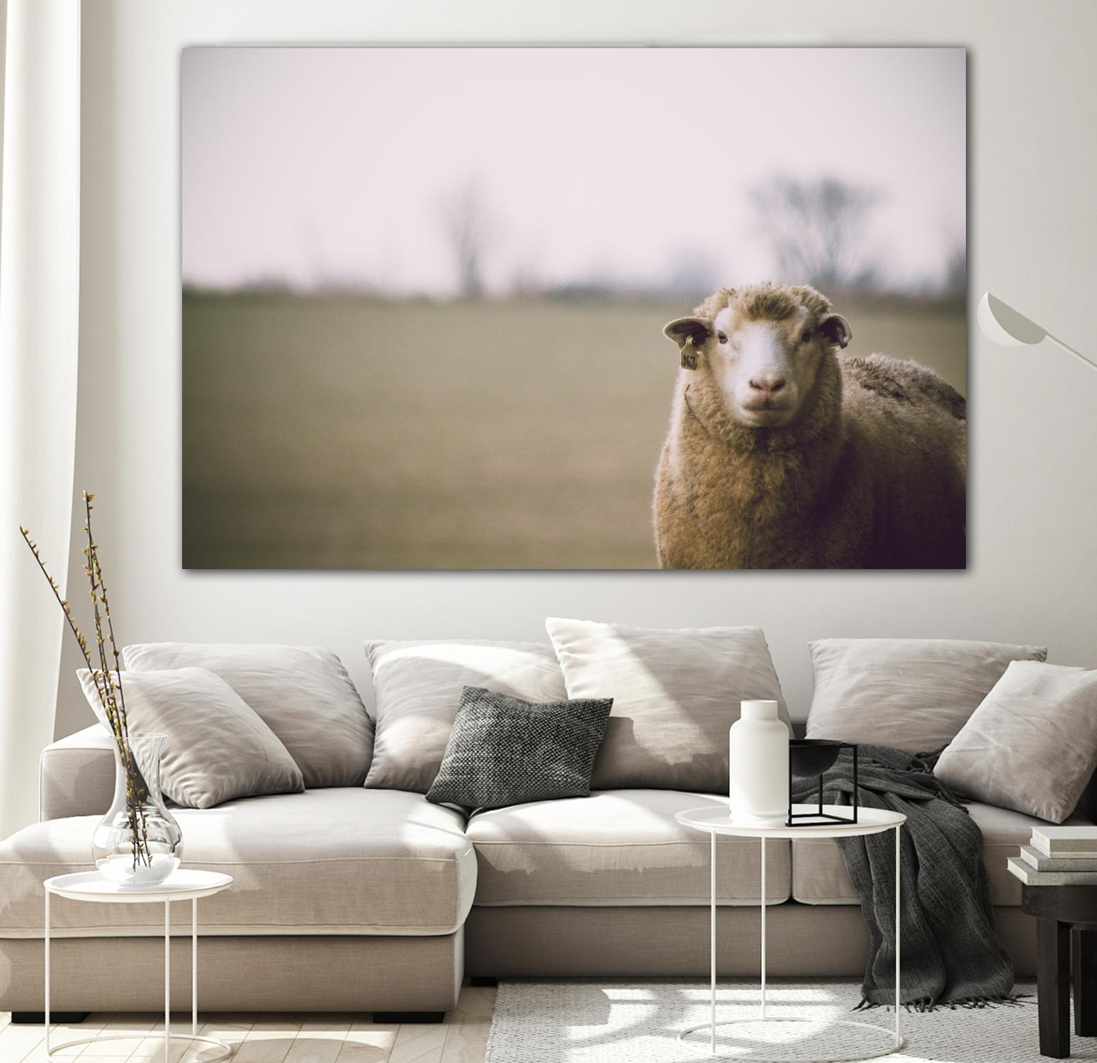 Baa 167 by Pexels on GIANT ART - white animals