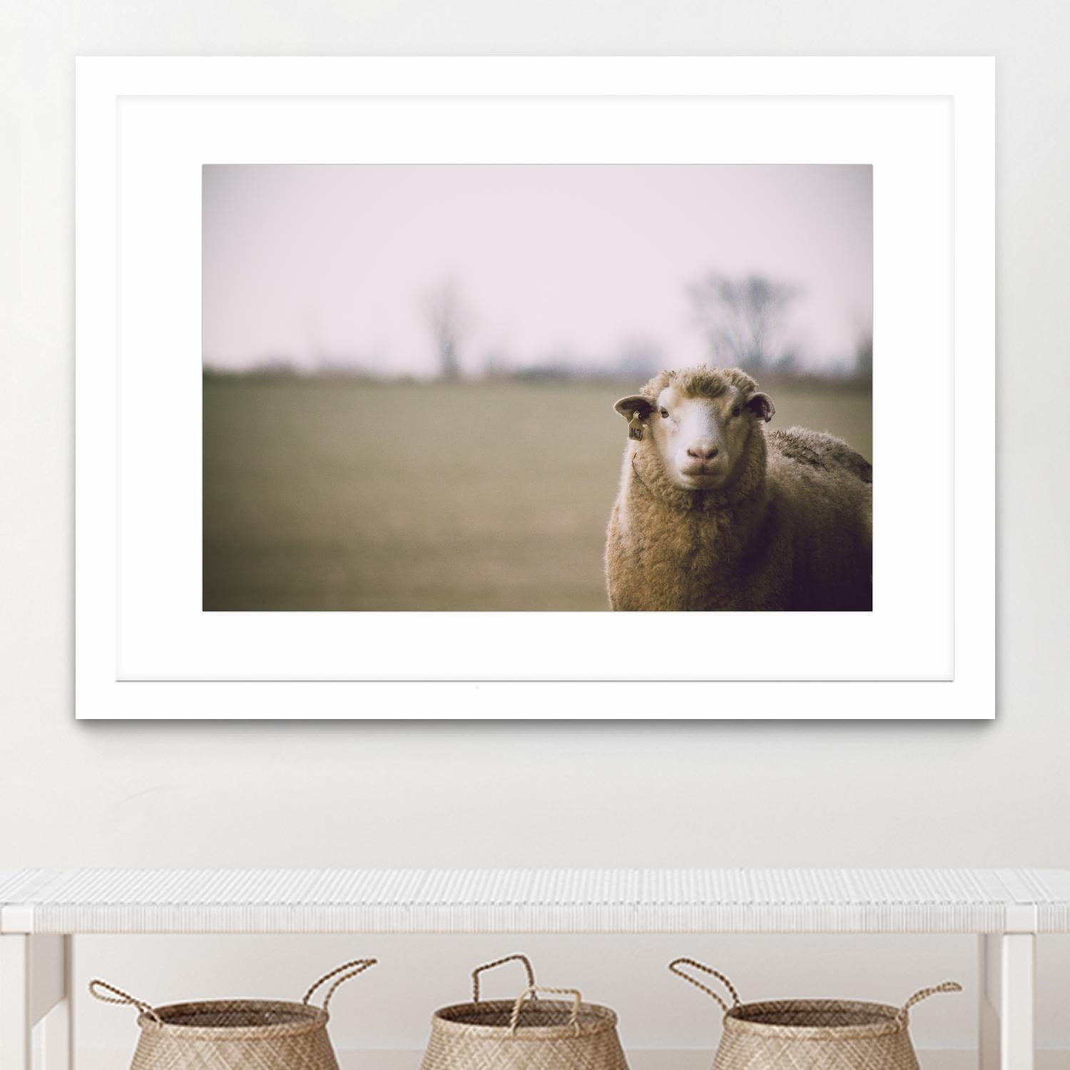 Baa 167 by Pexels on GIANT ART - white animals