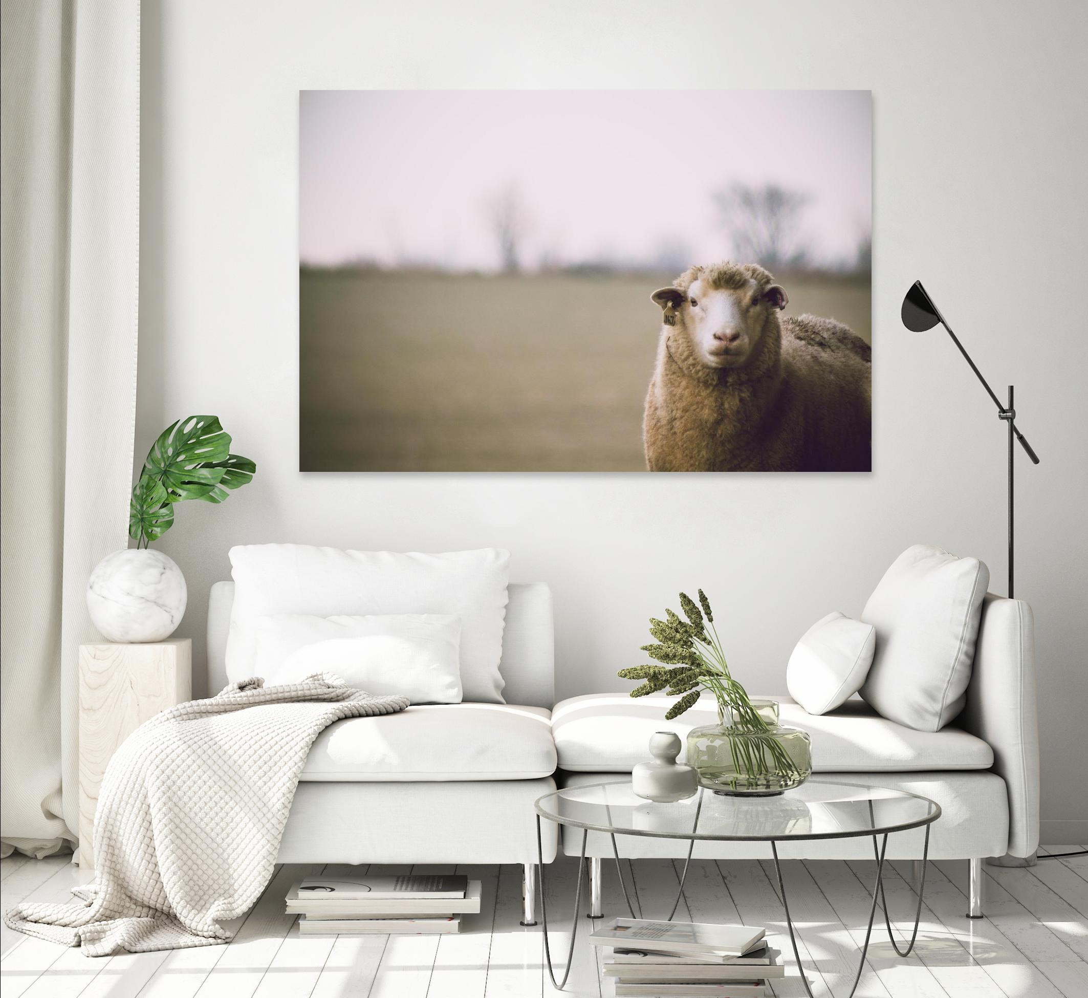 Baa 167 by Pexels on GIANT ART - white animals