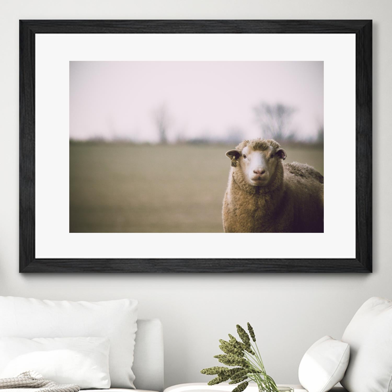 Baa 167 by Pexels on GIANT ART - white animals