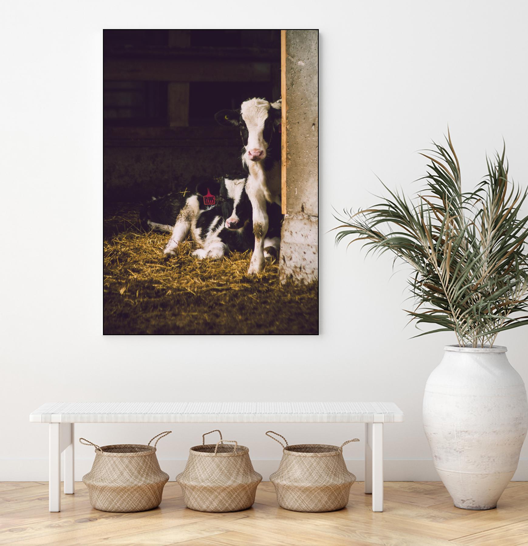 Siblings by Pexels on GIANT ART - yellow animals