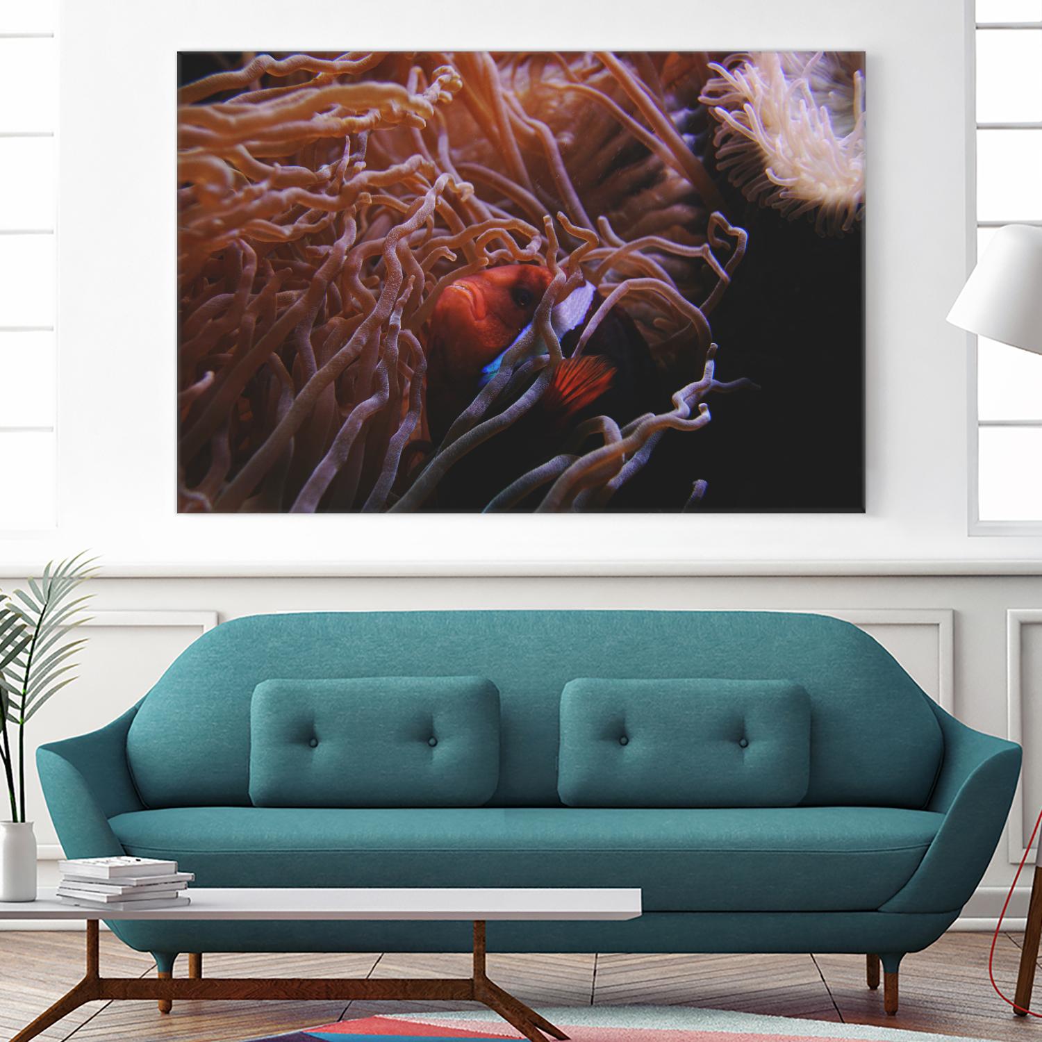 Fish Clown by Pexels on GIANT ART - white animals