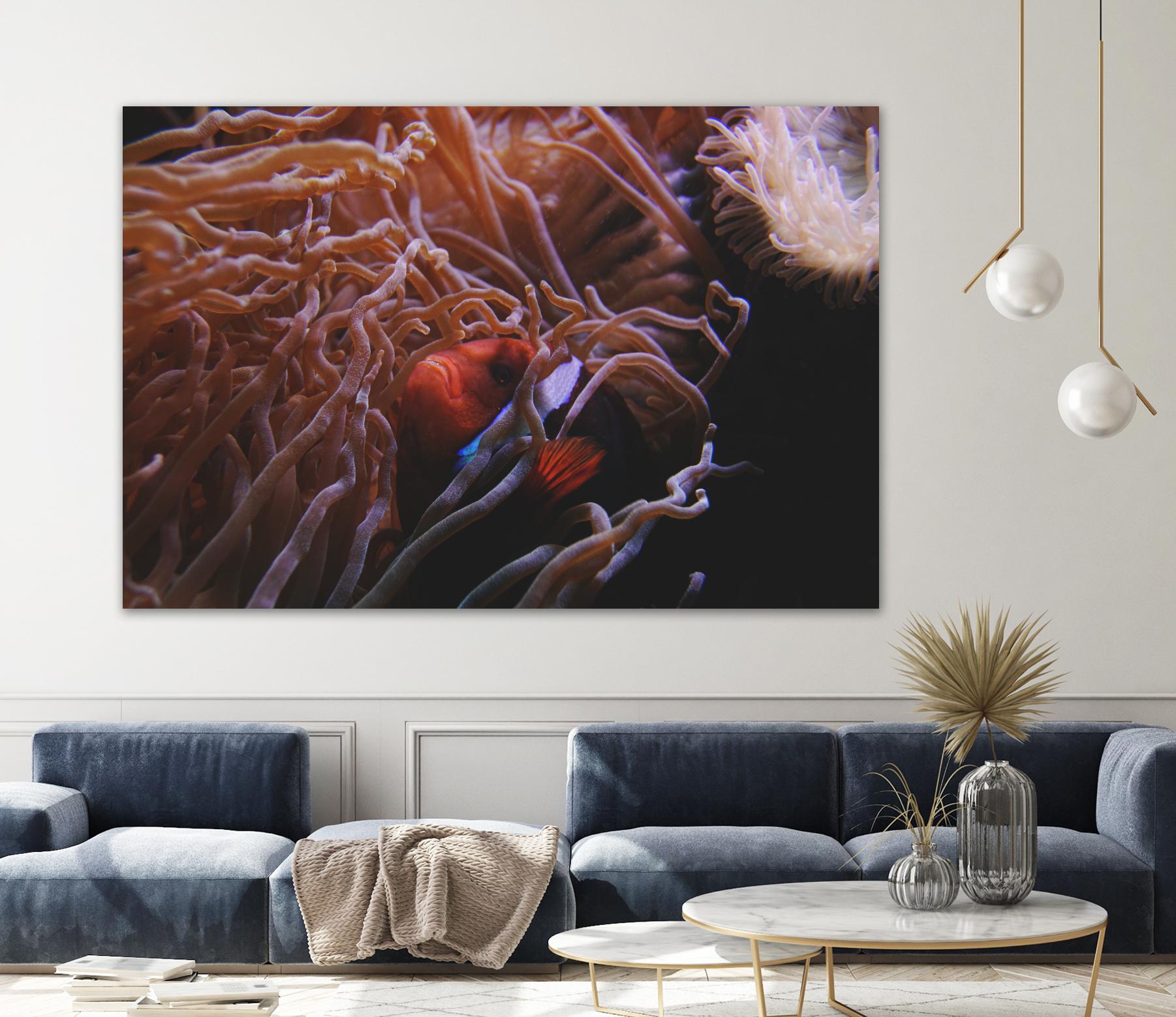 Fish Clown by Pexels on GIANT ART - white animals