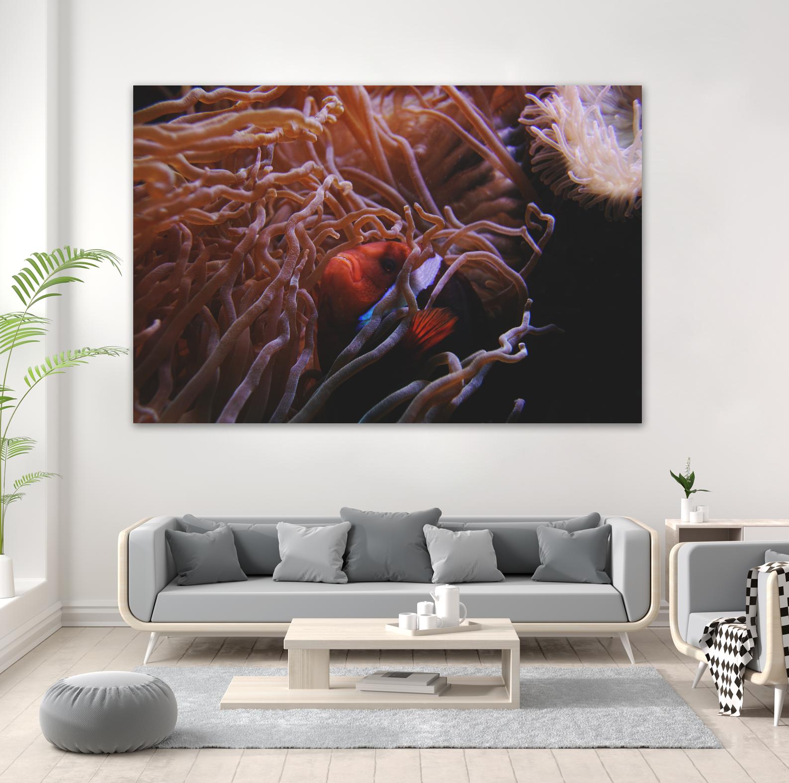 Fish Clown by Pexels on GIANT ART - white animals