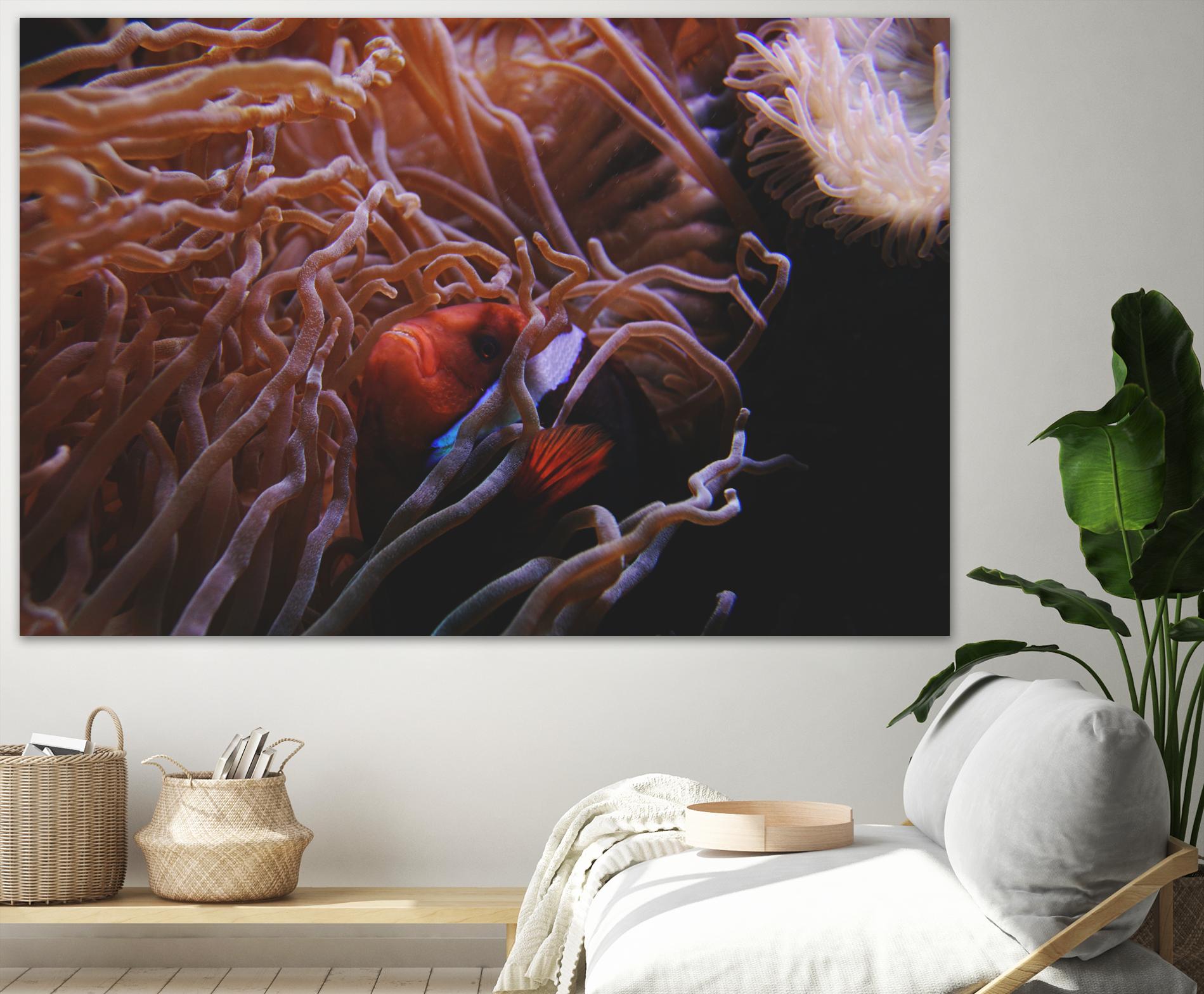 Fish Clown by Pexels on GIANT ART - white animals