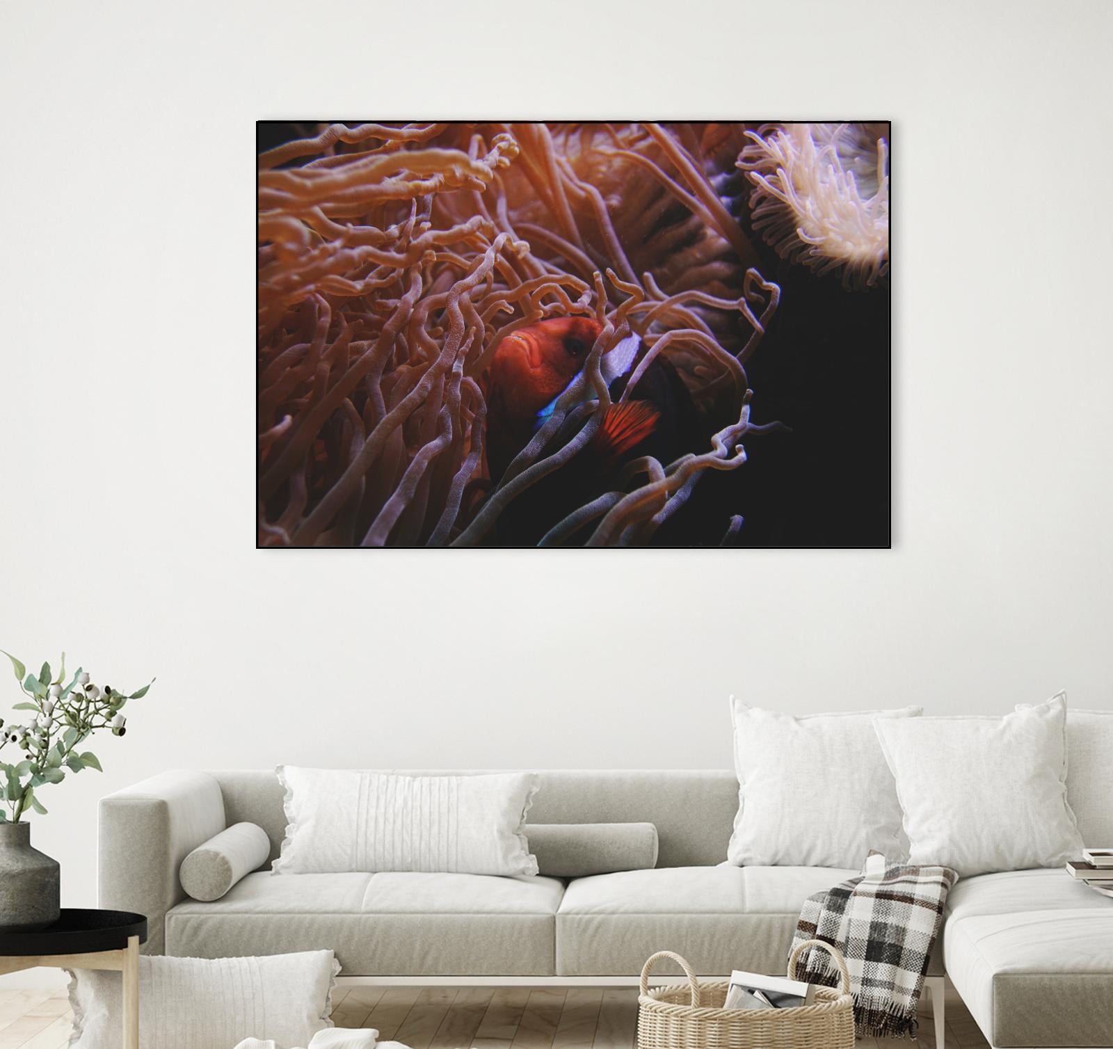 Fish Clown by Pexels on GIANT ART - white animals