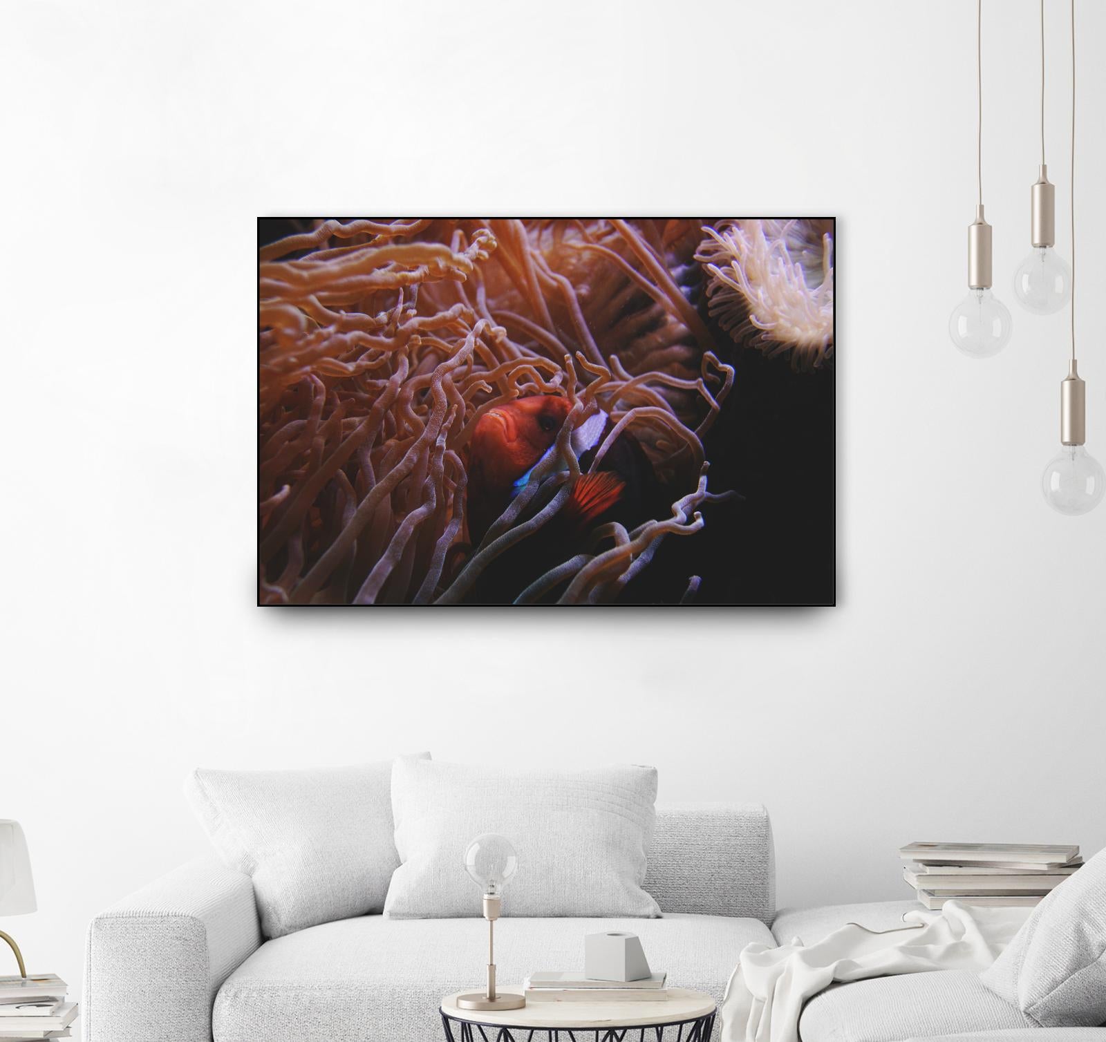 Fish Clown by Pexels on GIANT ART - white animals