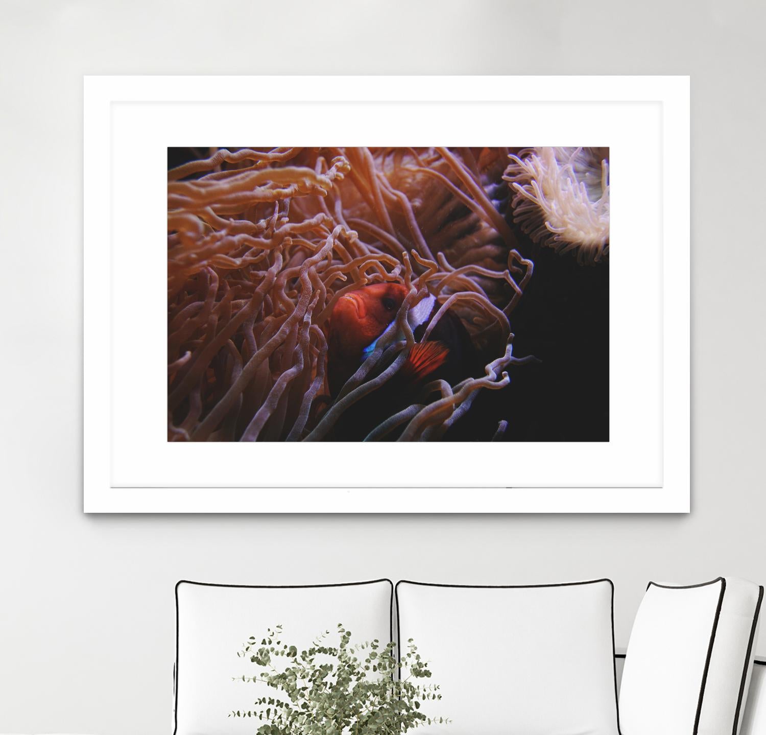 Fish Clown by Pexels on GIANT ART - white animals