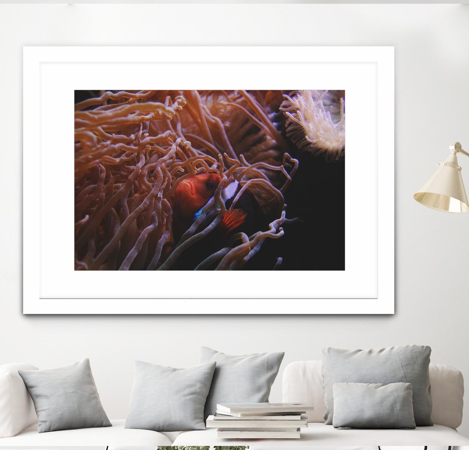 Fish Clown by Pexels on GIANT ART - white animals