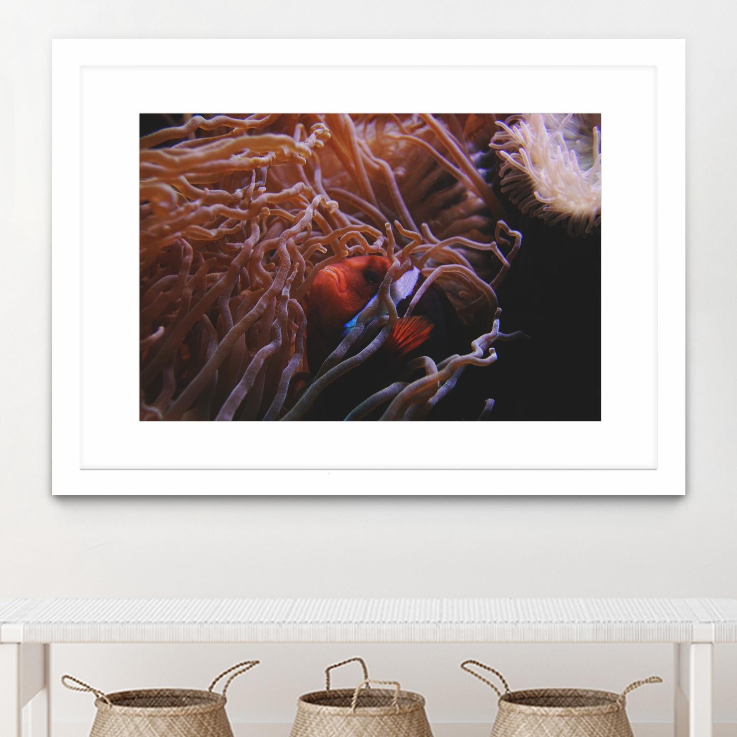 Fish Clown by Pexels on GIANT ART - white animals