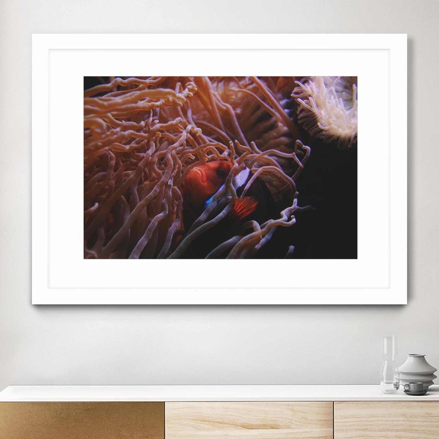 Fish Clown by Pexels on GIANT ART - white animals