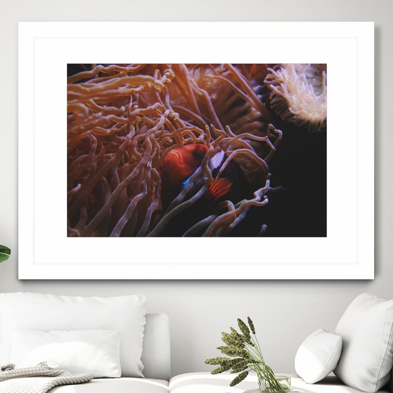 Fish Clown by Pexels on GIANT ART - white animals