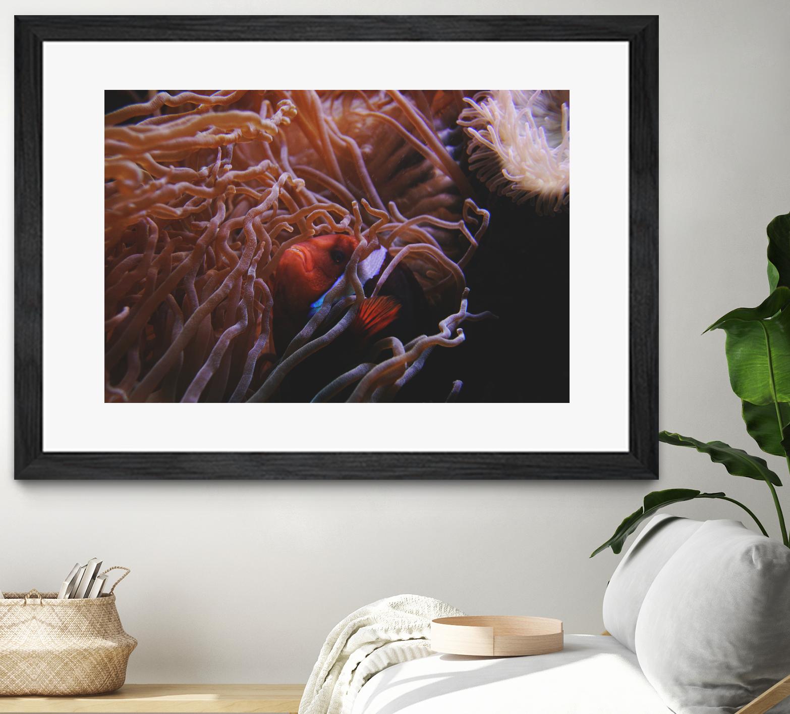 Fish Clown by Pexels on GIANT ART - white animals