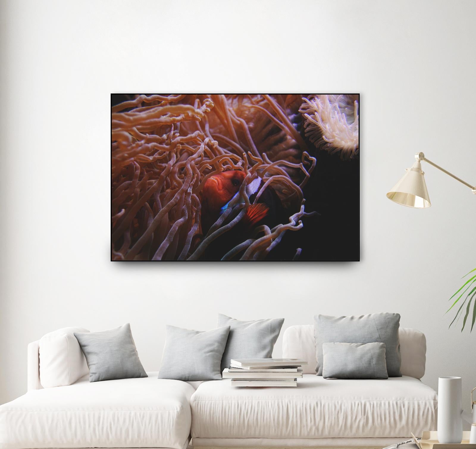 Fish Clown by Pexels on GIANT ART - white animals