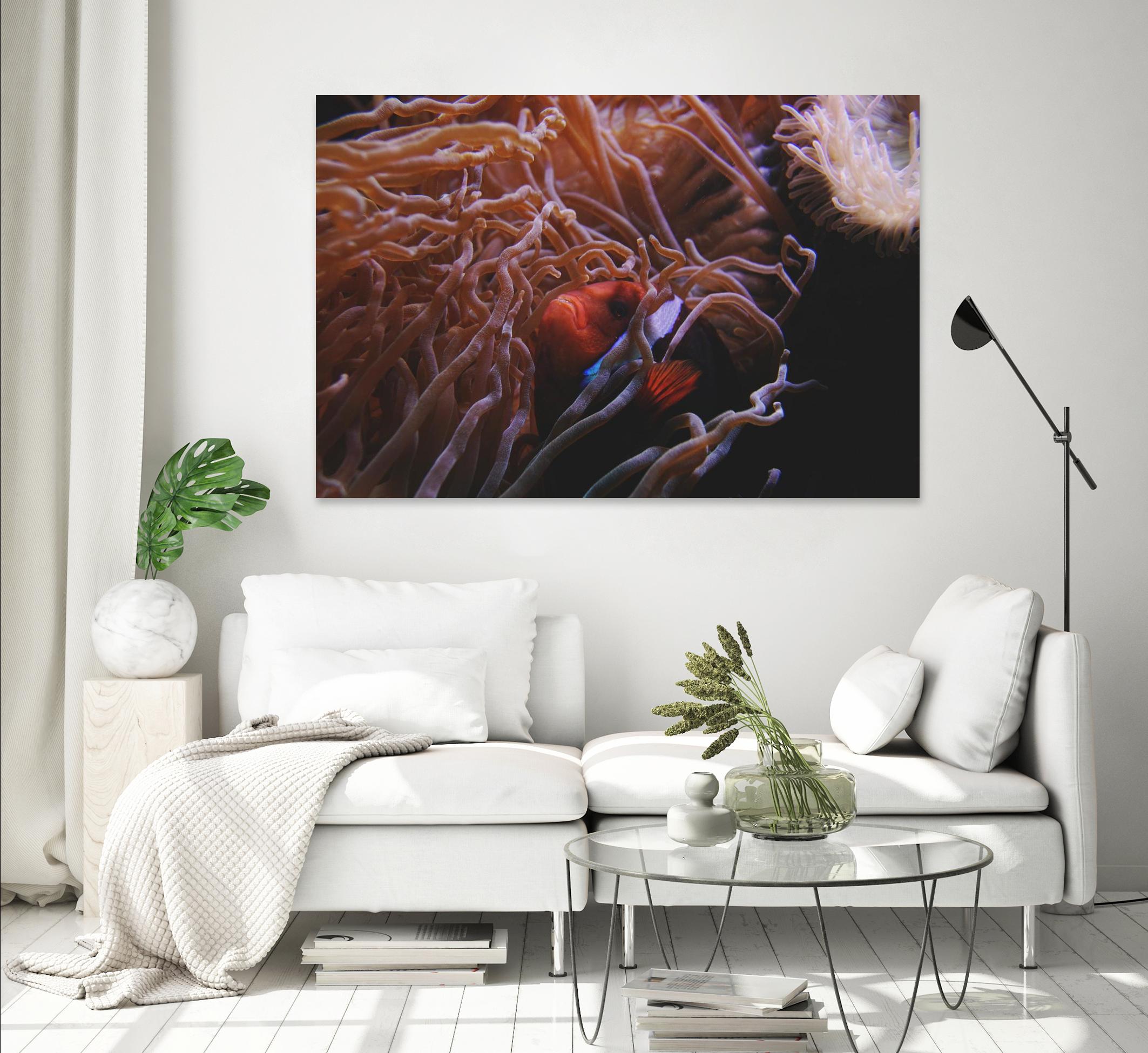 Fish Clown by Pexels on GIANT ART - white animals