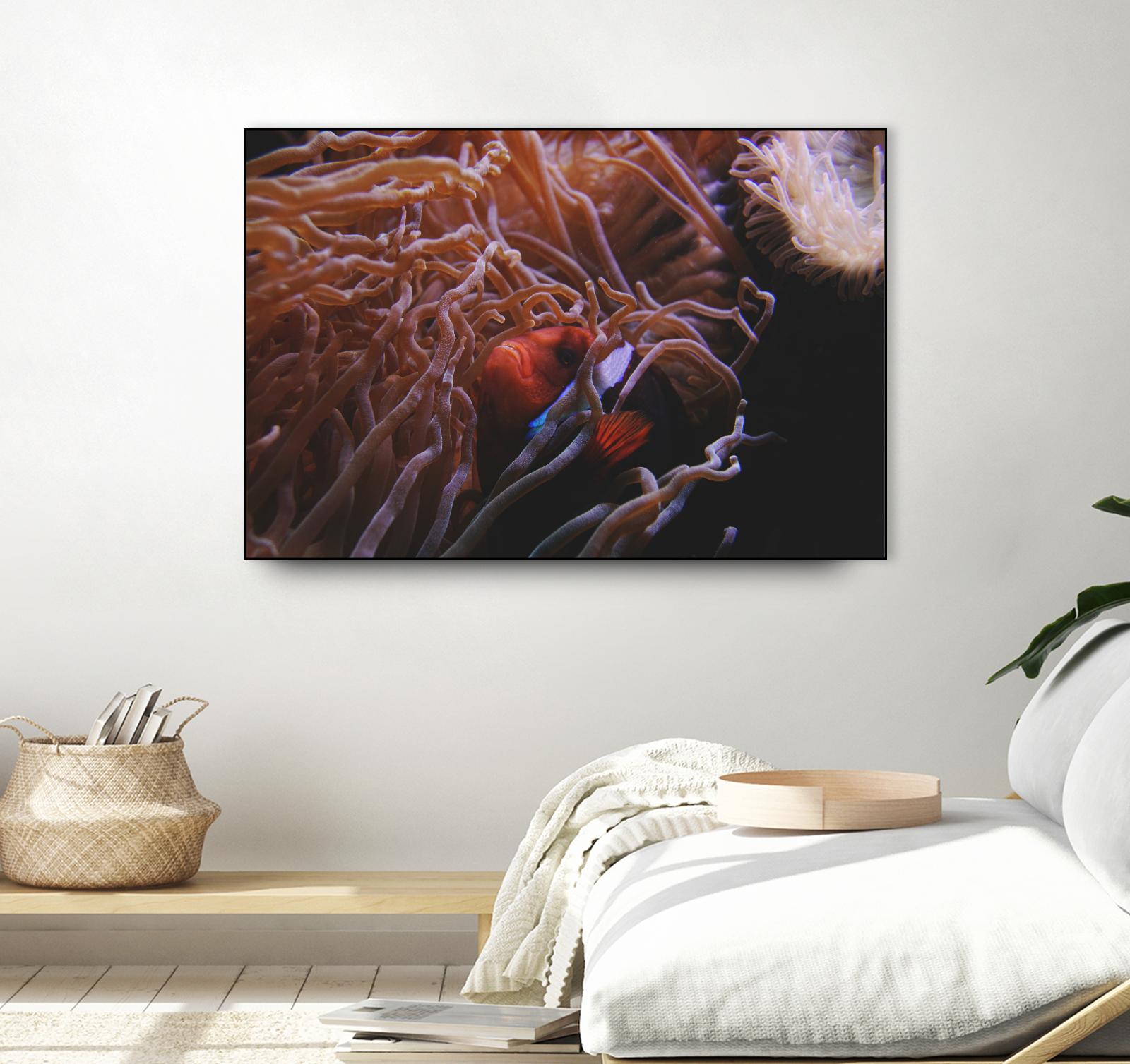 Fish Clown by Pexels on GIANT ART - white animals