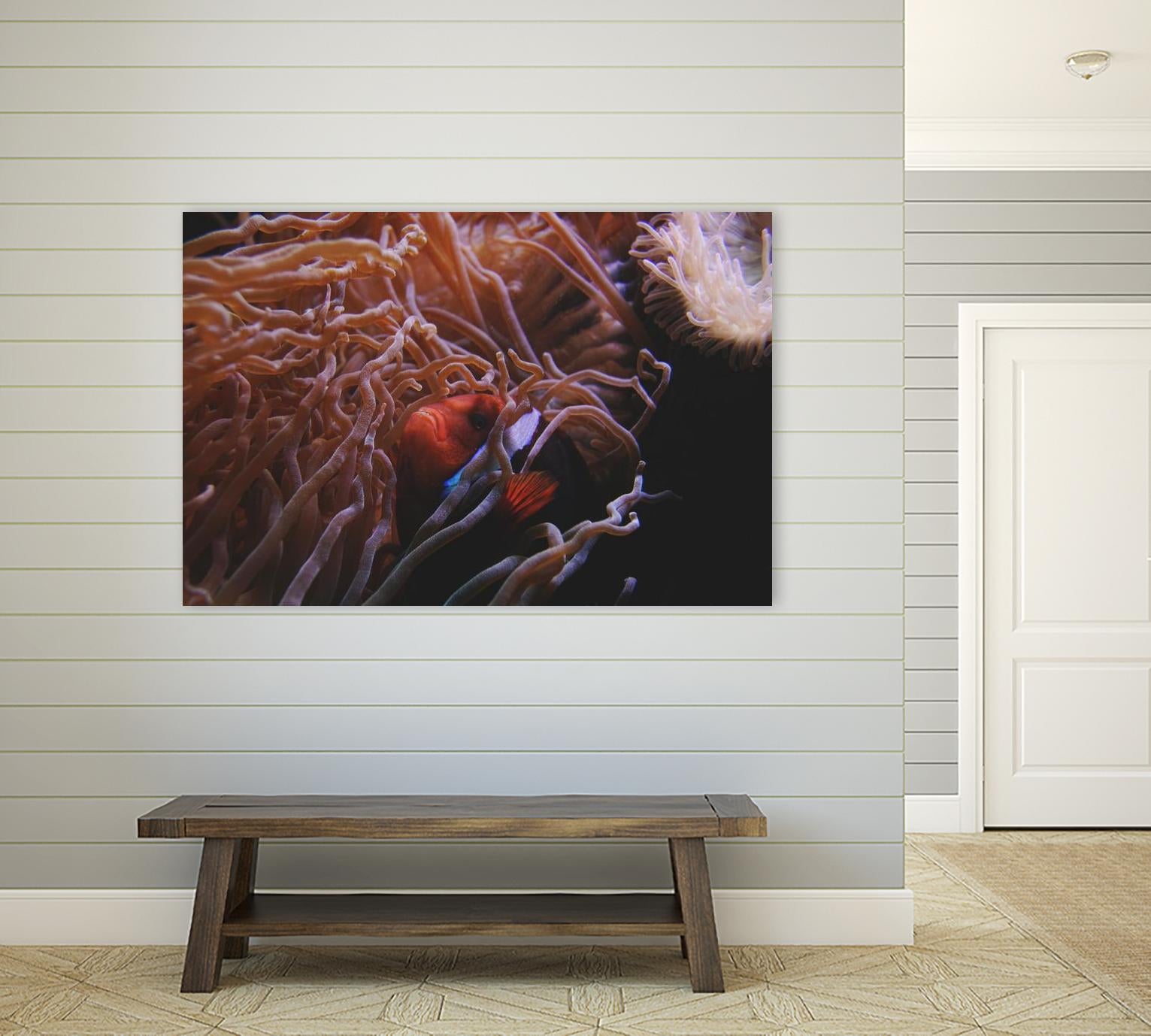 Fish Clown by Pexels on GIANT ART - white animals