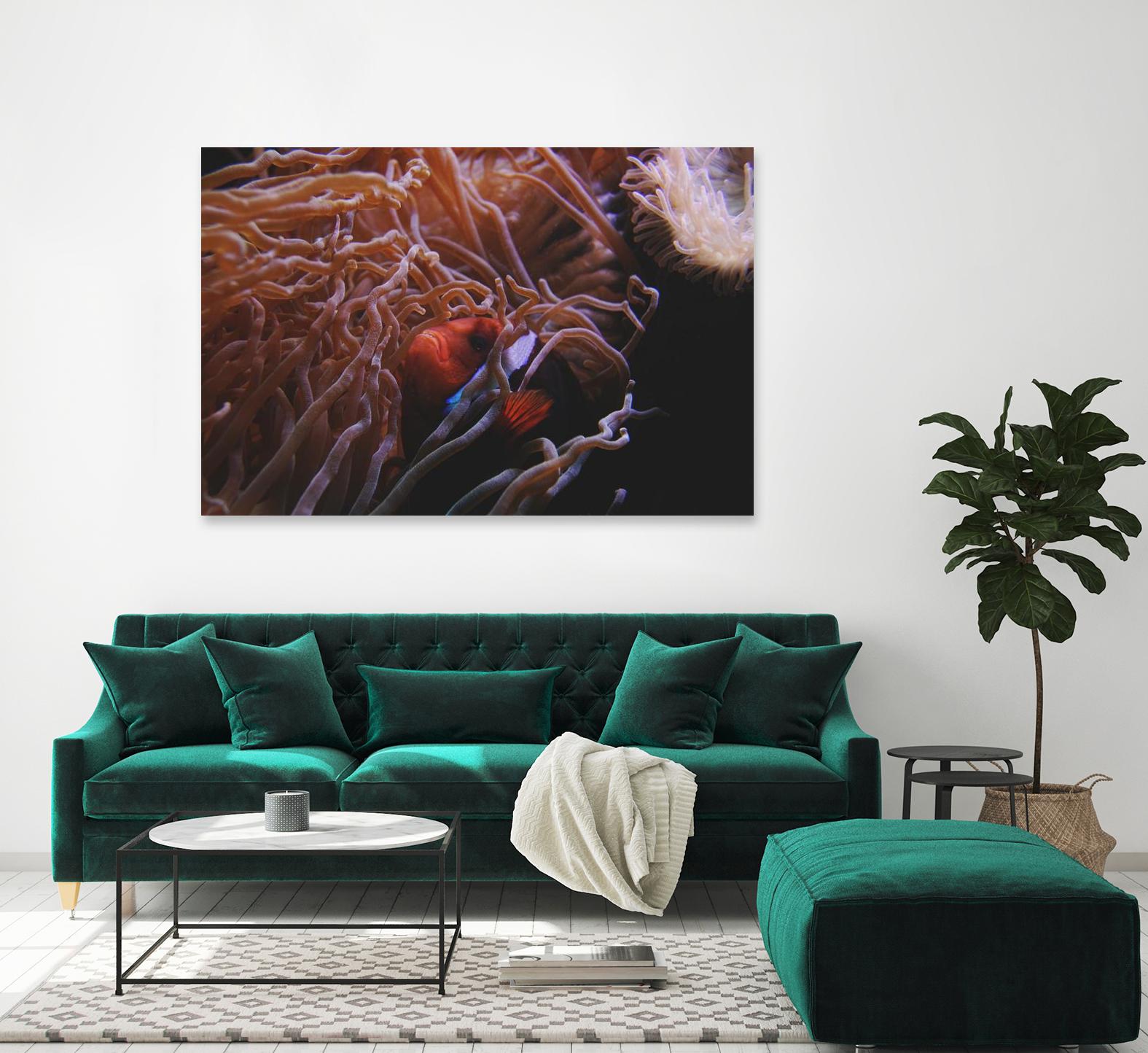 Fish Clown by Pexels on GIANT ART - white animals