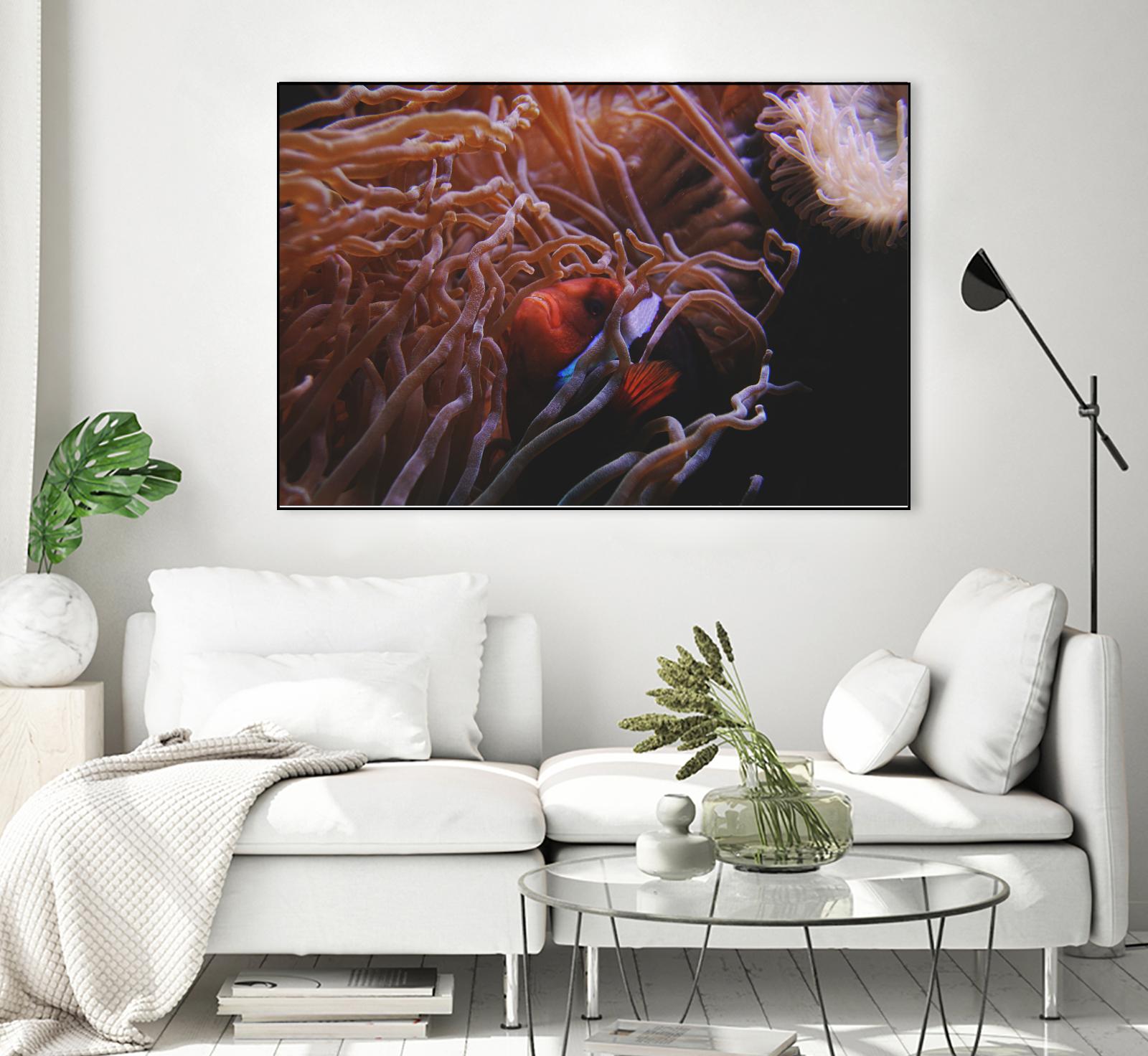 Fish Clown by Pexels on GIANT ART - white animals