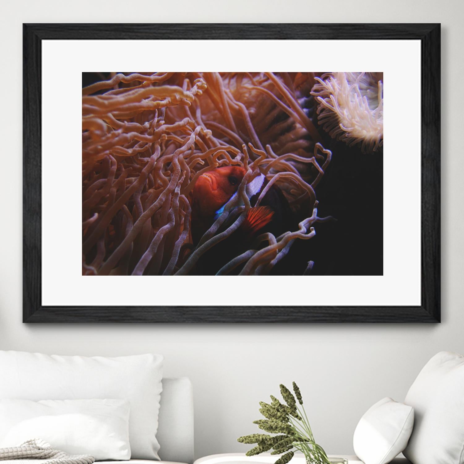 Fish Clown by Pexels on GIANT ART - white animals