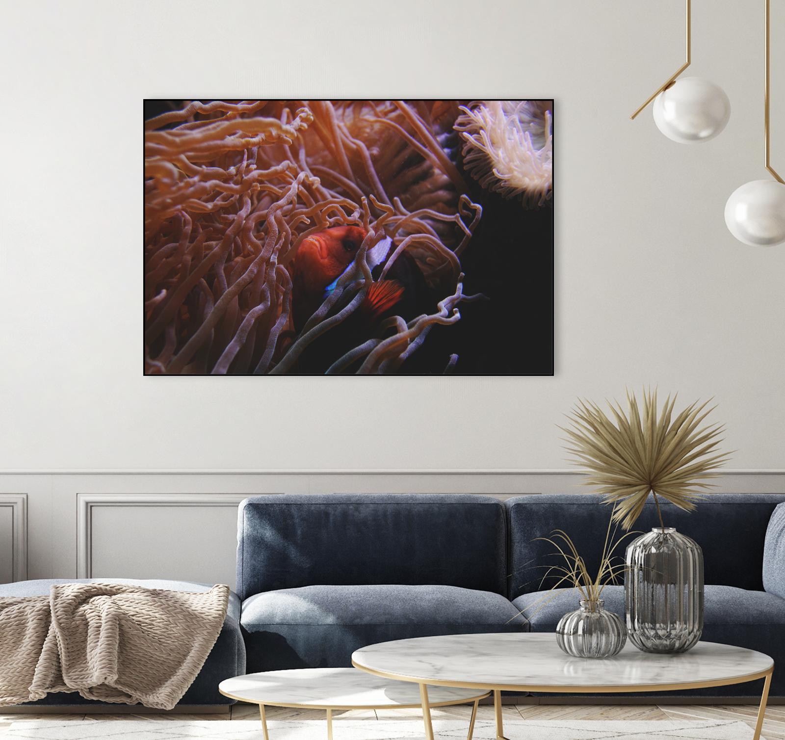 Fish Clown by Pexels on GIANT ART - white animals