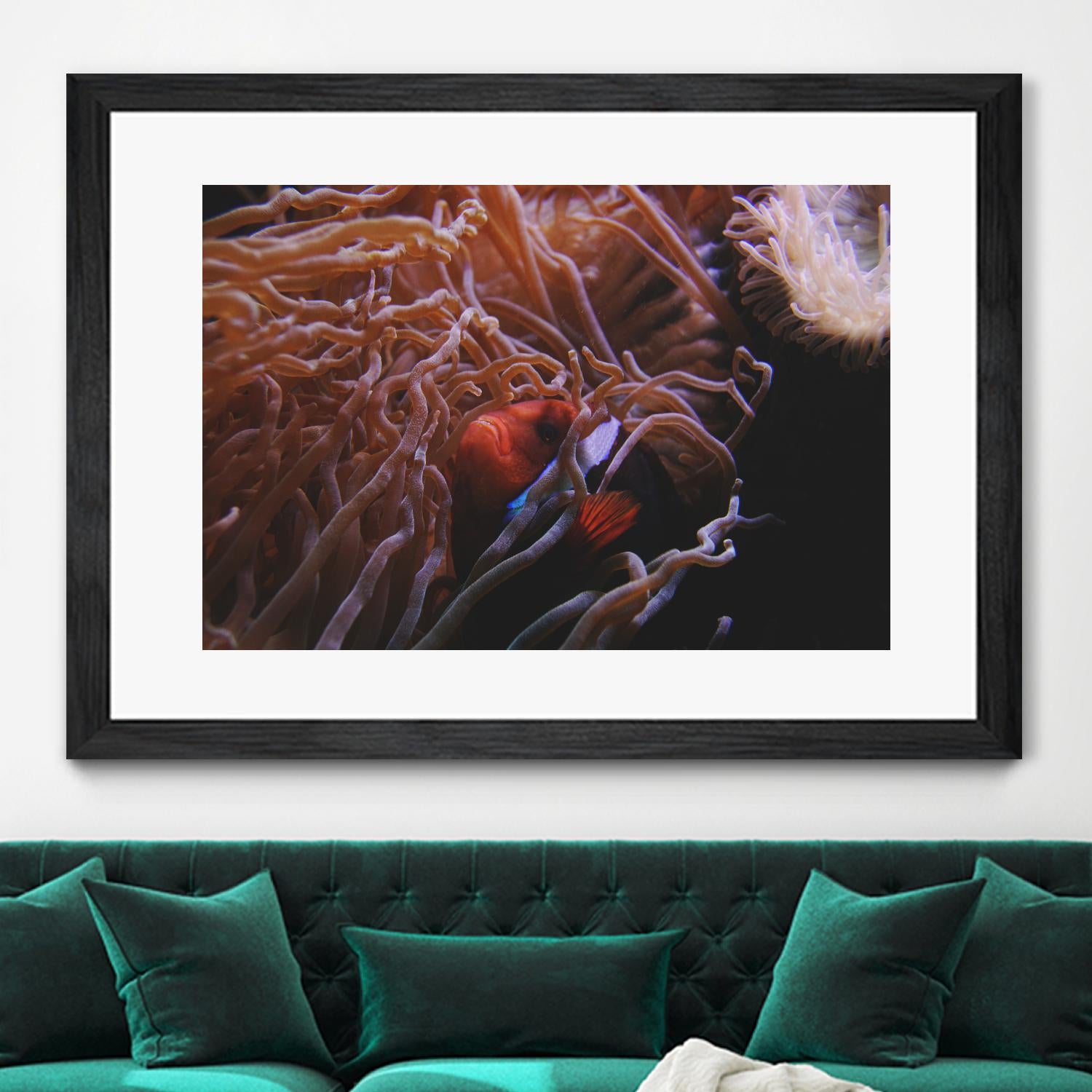 Fish Clown by Pexels on GIANT ART - white animals