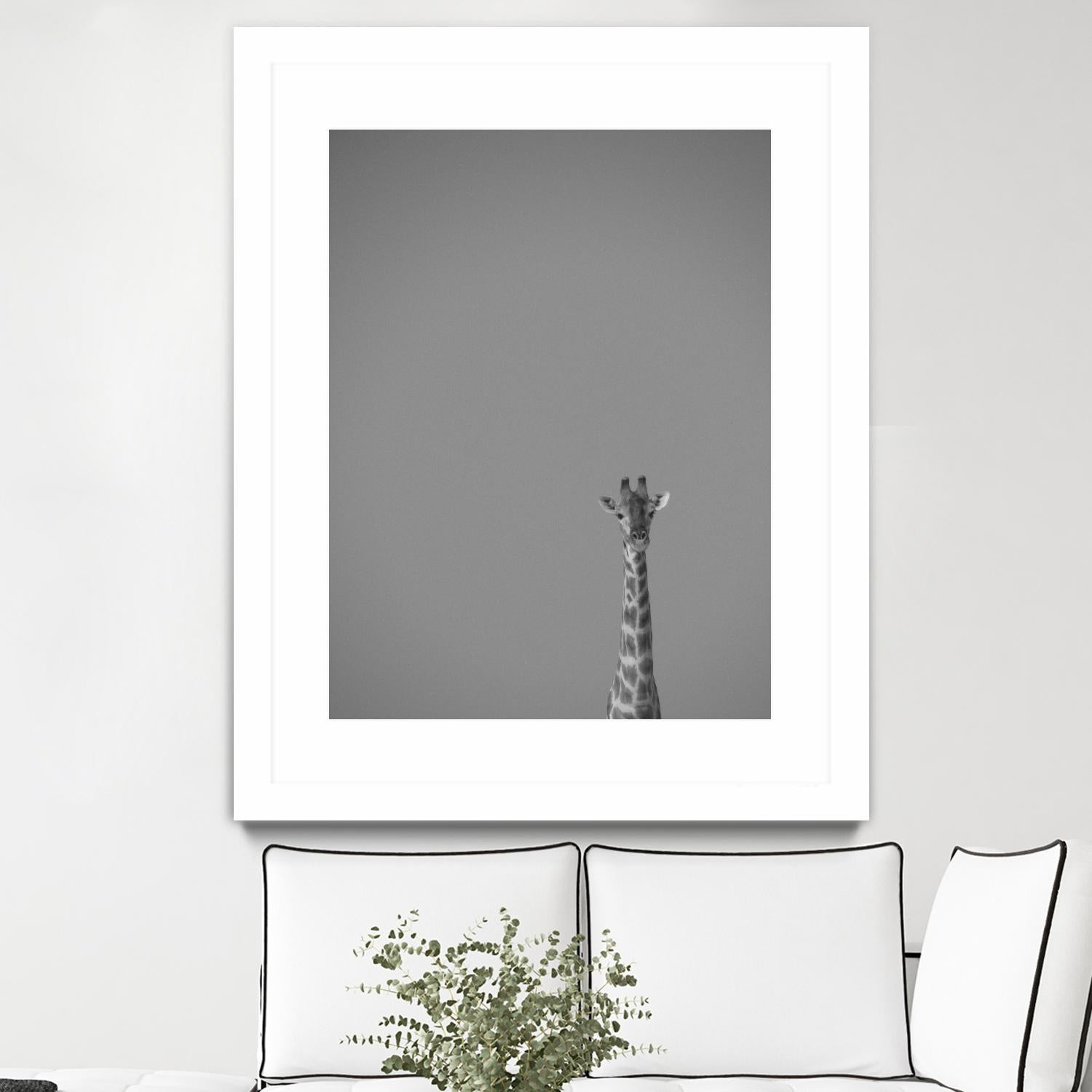 Hello there by Pexels on GIANT ART - black animals