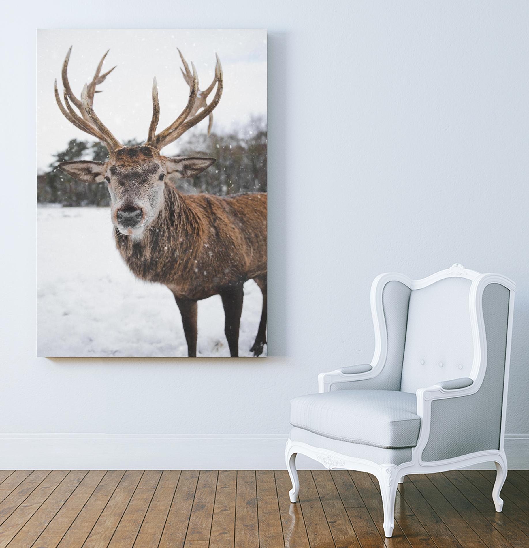 Deer by Pexels on GIANT ART - white animals