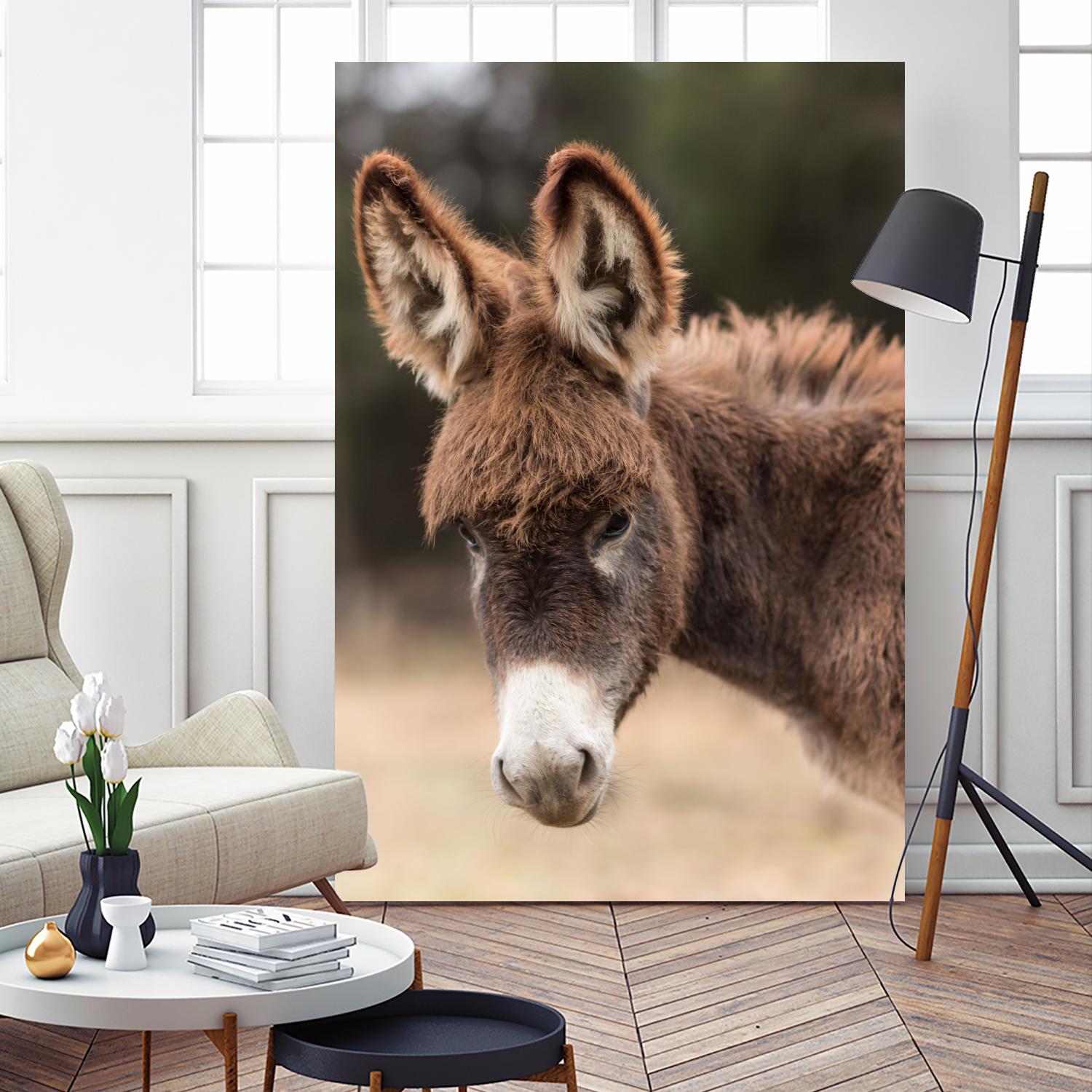 Donkey by Pexels on GIANT ART - white animals