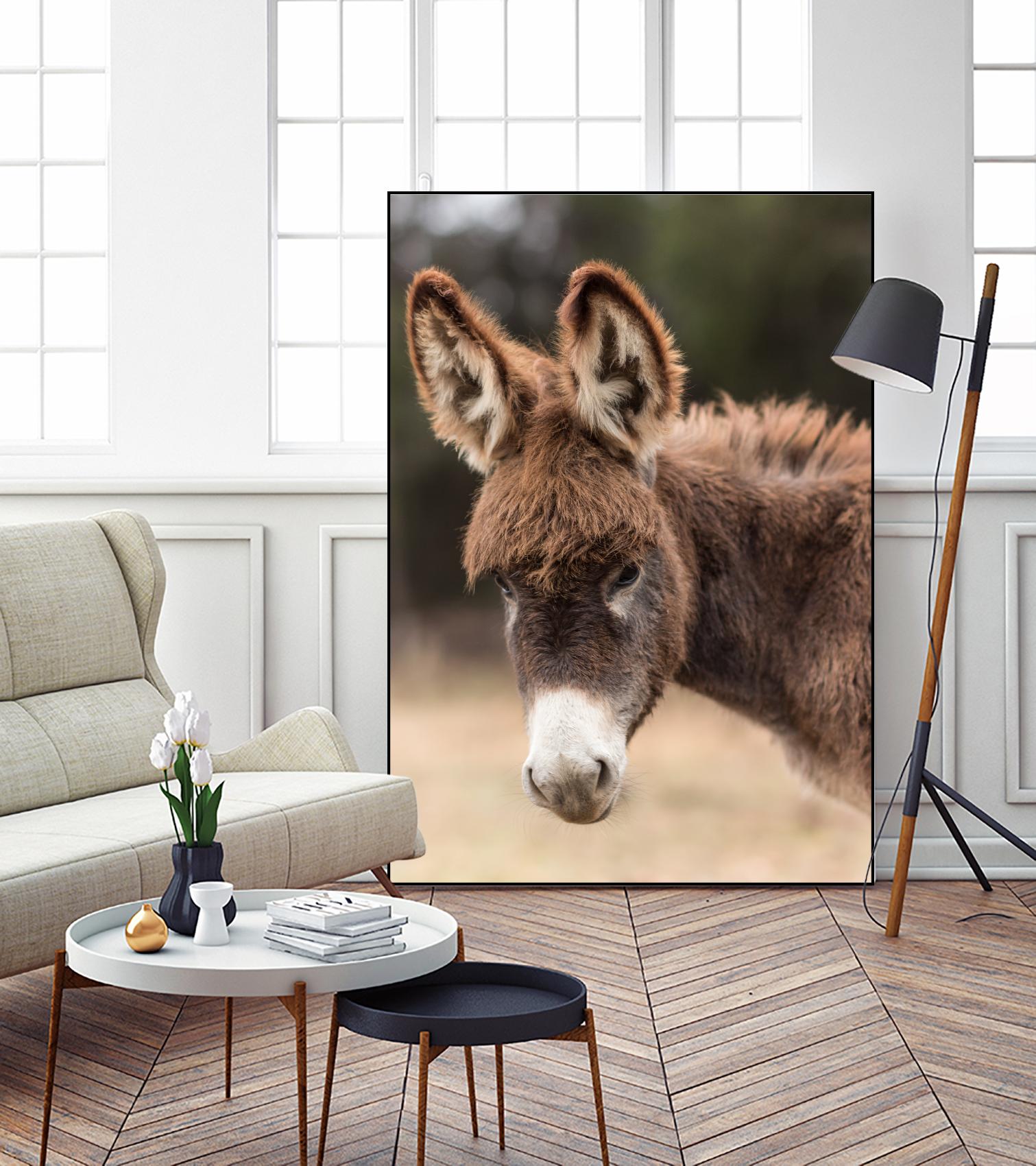 Donkey by Pexels on GIANT ART - white animals