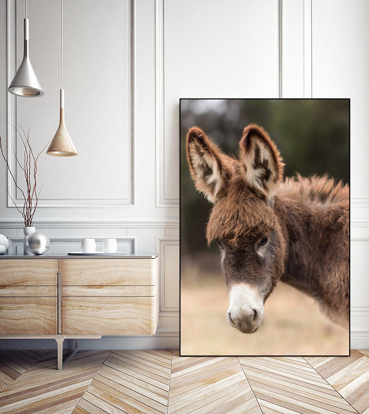 Donkey by Pexels on GIANT ART - white animals