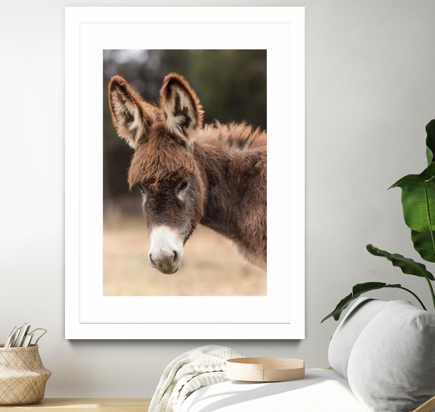 Donkey by Pexels on GIANT ART - white animals