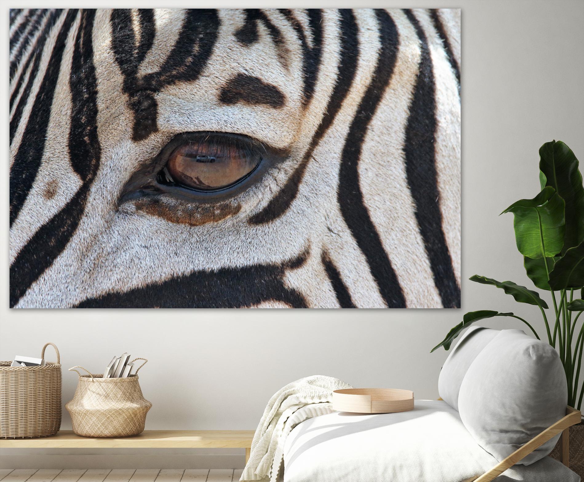 Zebra by Pexels on GIANT ART - white animals