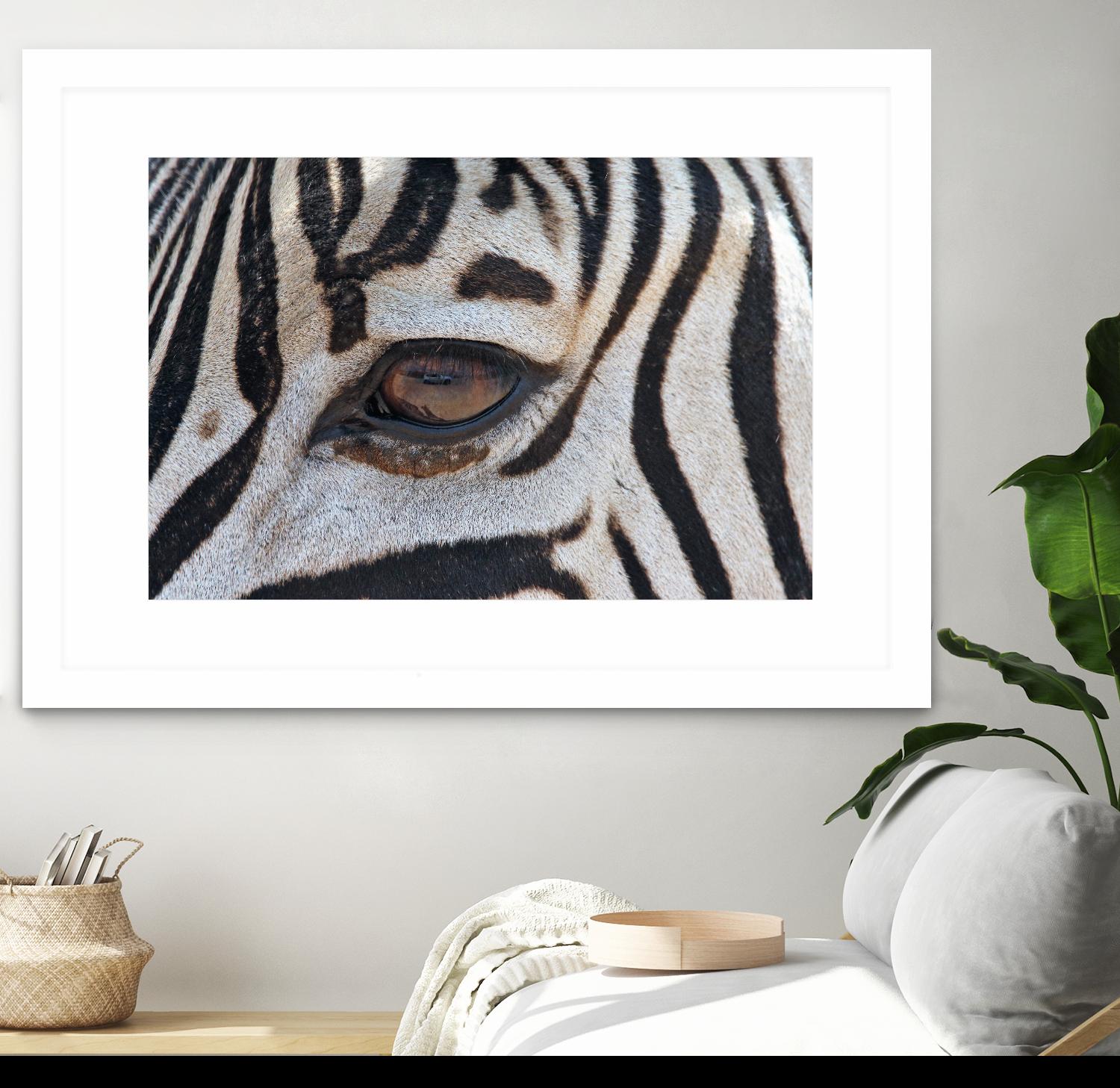 Zebra by Pexels on GIANT ART - white animals