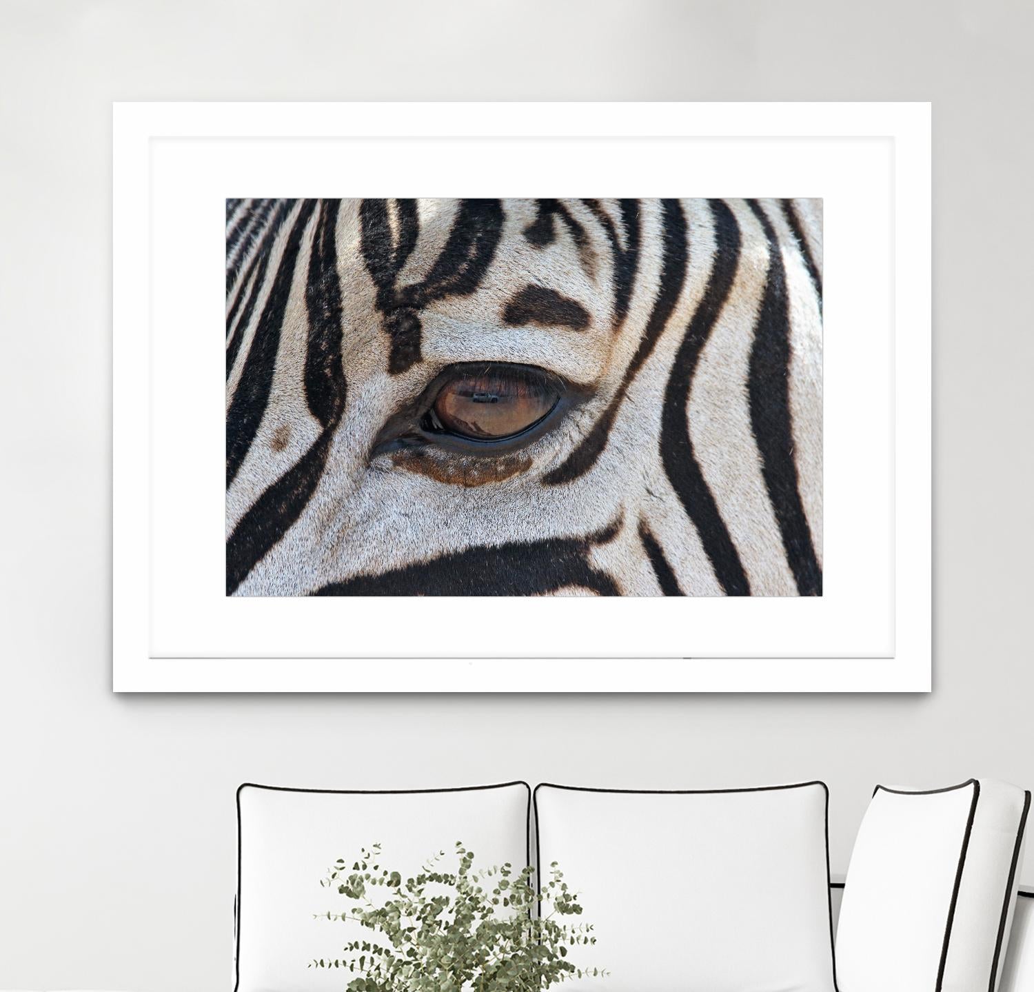 Zebra by Pexels on GIANT ART - white animals