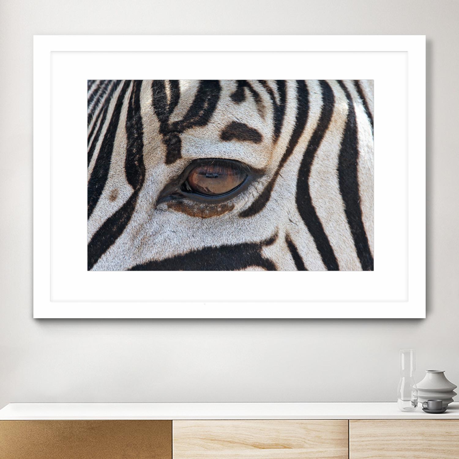 Zebra by Pexels on GIANT ART - white animals
