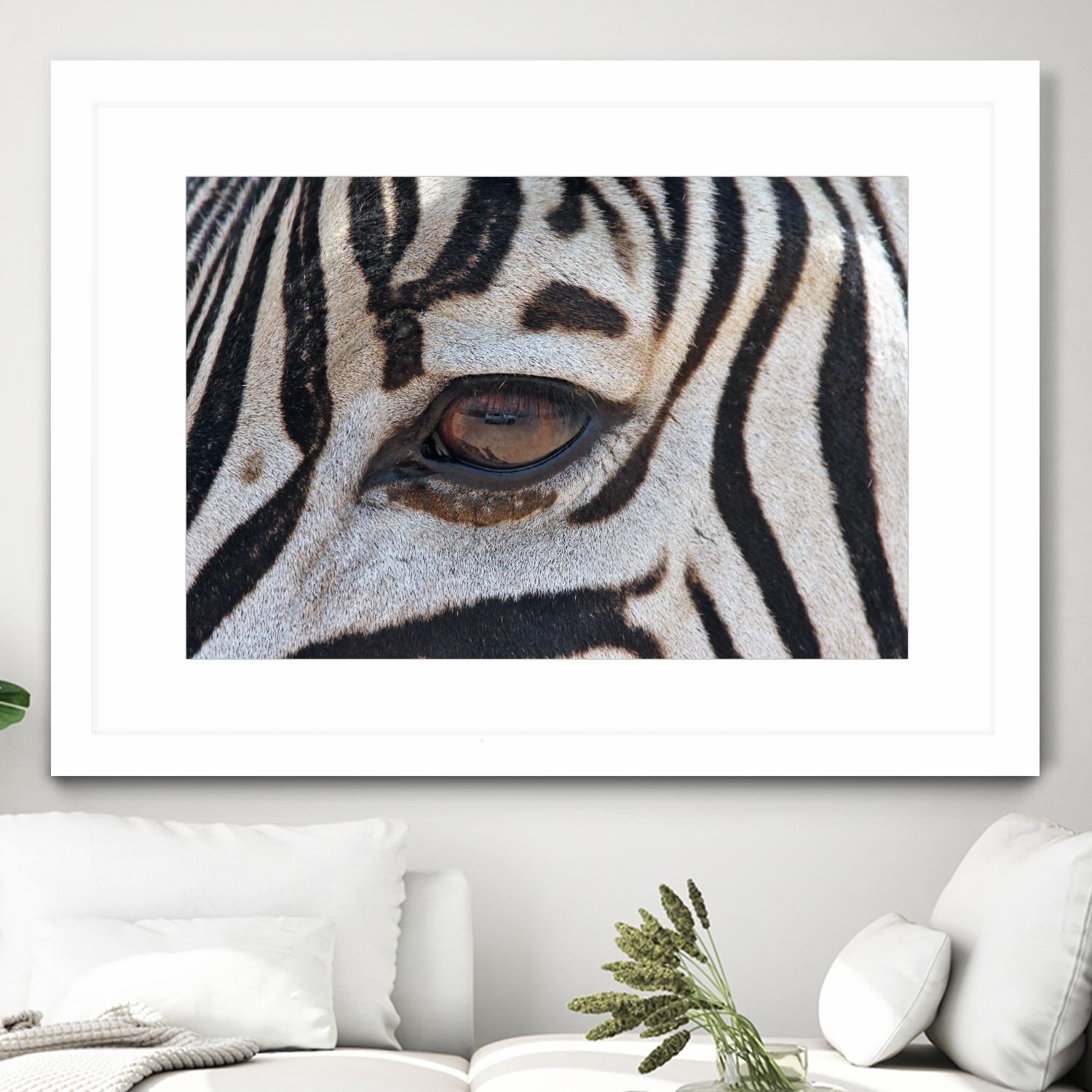 Zebra by Pexels on GIANT ART - white animals