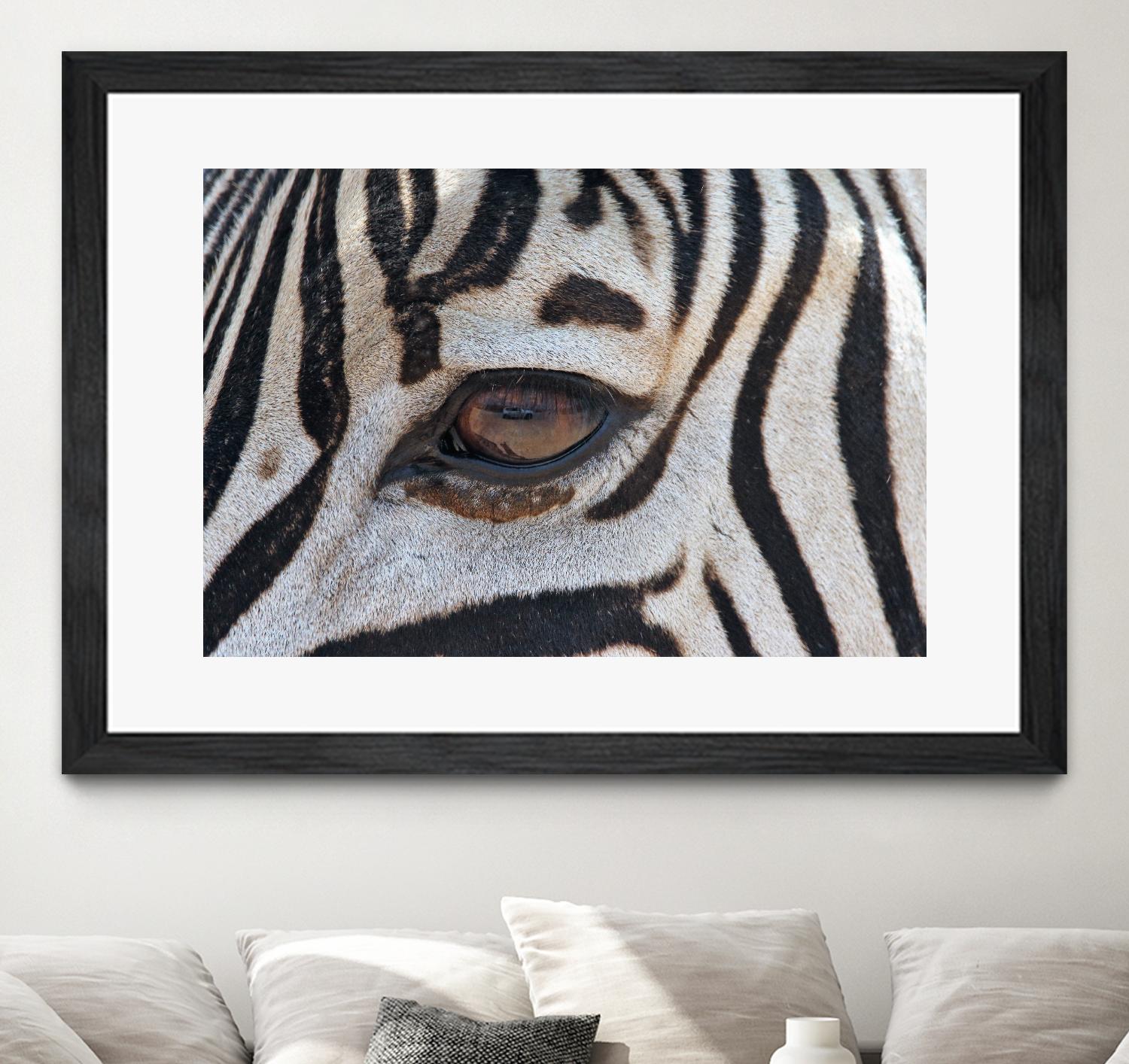 Zebra by Pexels on GIANT ART - white animals