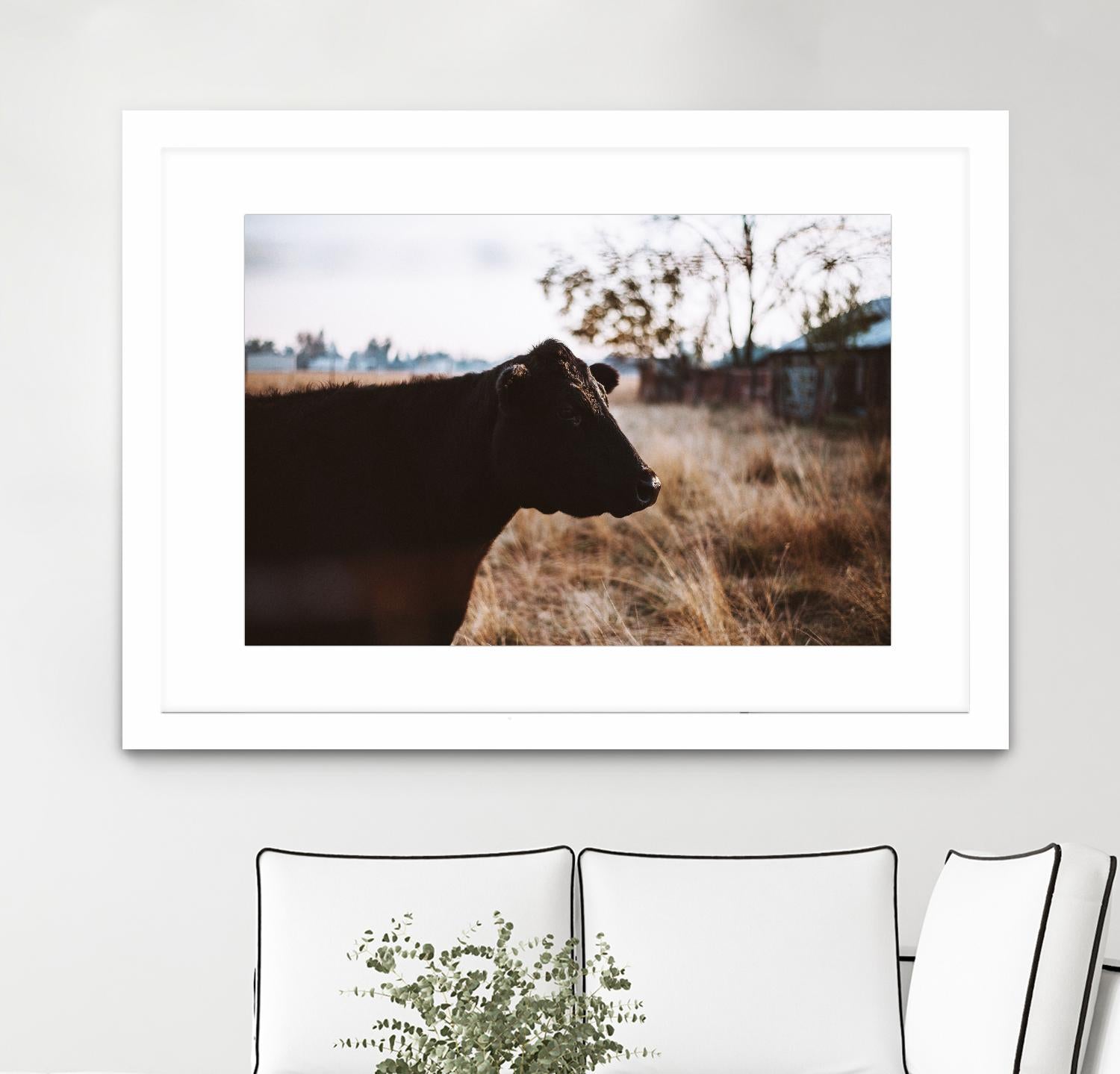 Cow by Pexels on GIANT ART - brown animals