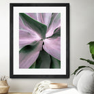 Agave by Caterina Lo Cicero on GIANT ART - pink pink