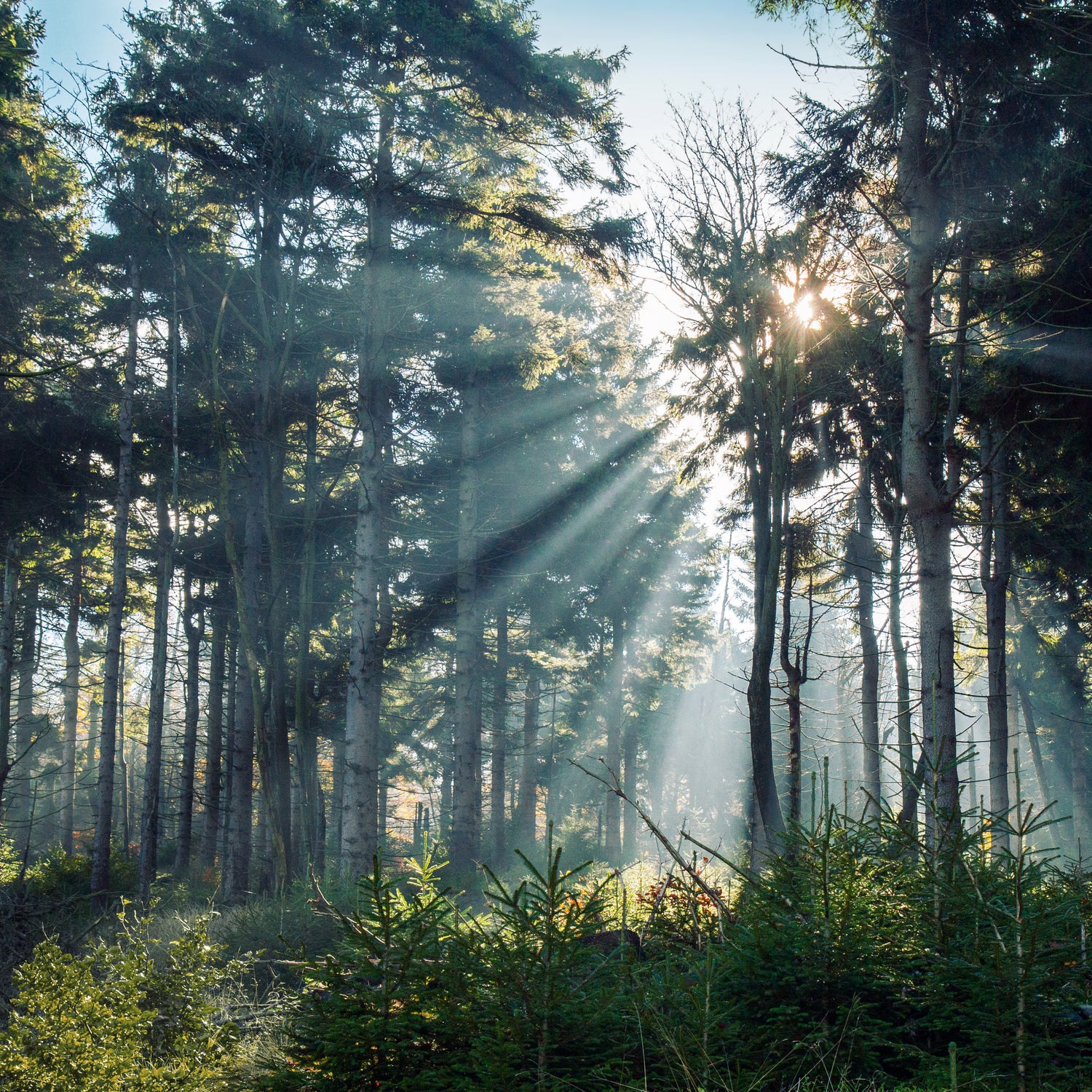 Hope by Dominika Aniola on GIANT ART - green photo illustration