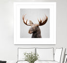 Moose - Colorful by Gal Pittel on GIANT ART - brown photo illustration