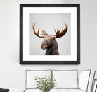 Moose - Colorful by Gal Pittel on GIANT ART - brown photo illustration