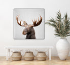 Moose - Colorful by Gal Pittel on GIANT ART - brown photo illustration