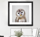 Baby Owl - Colorful by Gal Pittel on GIANT ART - brown digital painting