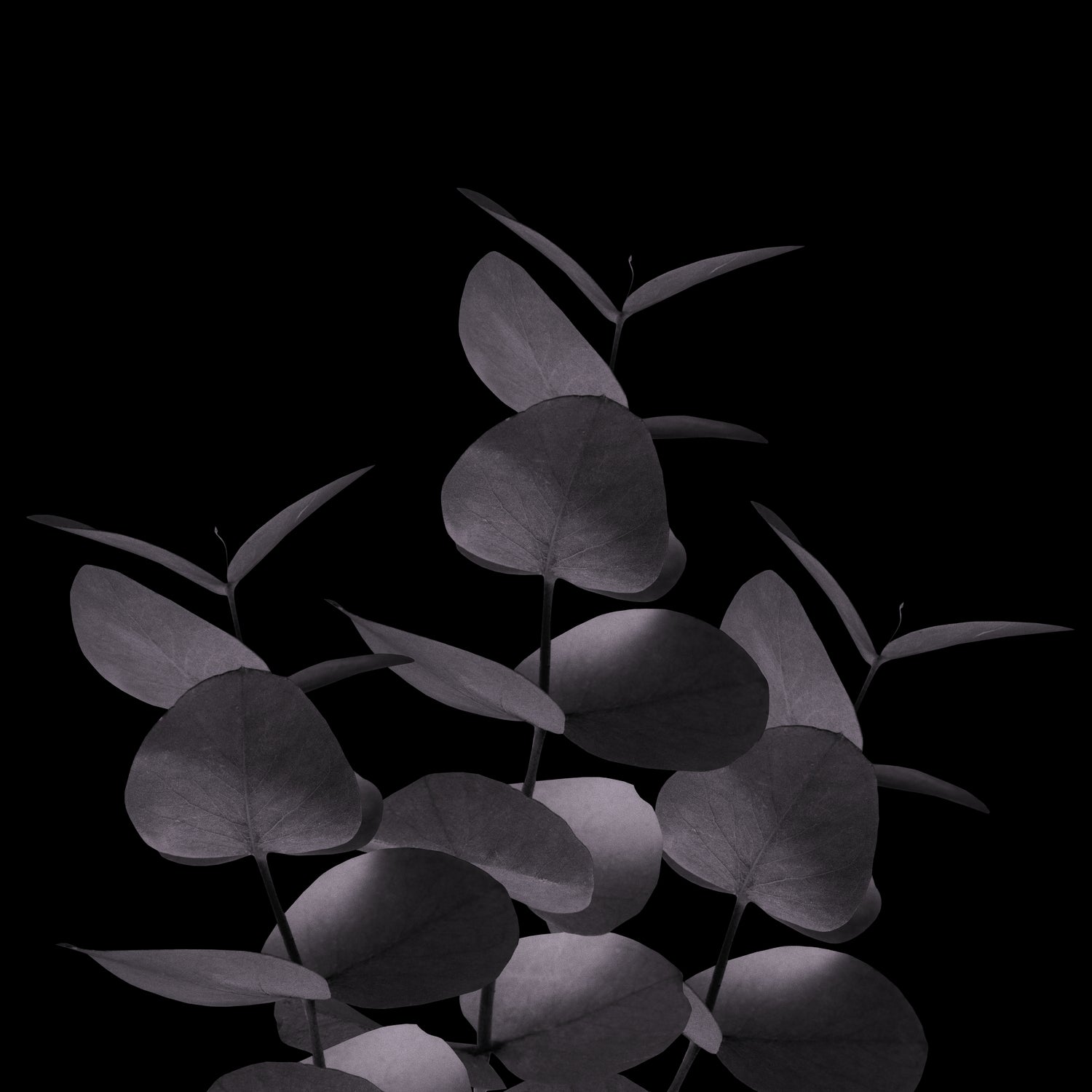 Eucalyptus Leaves Black Black #1 #foliage #decor #art by Anita & Bella Jantz on GIANT ART - black photo illustration