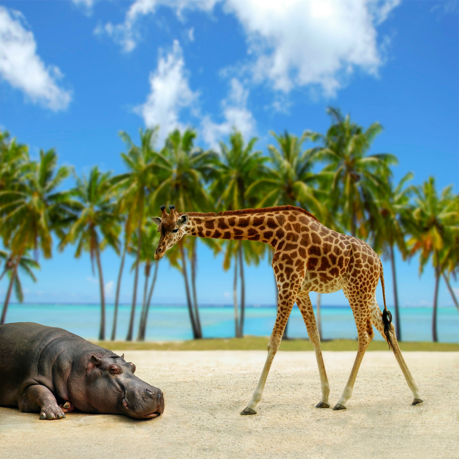 giraffe and hippo by Artem Avetisyan on GIANT ART - brown photo illustration