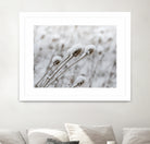 Snow on Thistle by Arlene Carley on GIANT ART - white photo manipulation