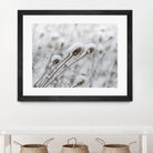 Snow on Thistle by Arlene Carley on GIANT ART - white photo manipulation